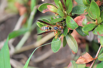 Wasp, nature, , bug HD wallpaper