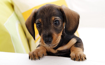 Animals, Puppy, Ears, Kid, Tot, Waiting, Expectation HD wallpaper