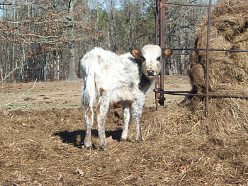 baby cow, hot-stuff, kimmie HD wallpaper