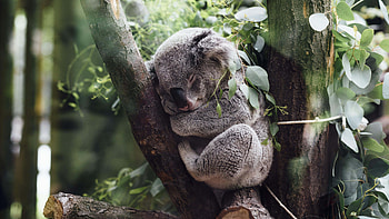 Sleeping koala, Tree-dwelling beauty, Peaceful slumber, U HD wallpaper