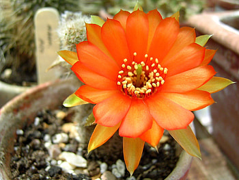 Orange_Cactus_Flower, , flower, beautiful, orange, cactus HD wallpaper