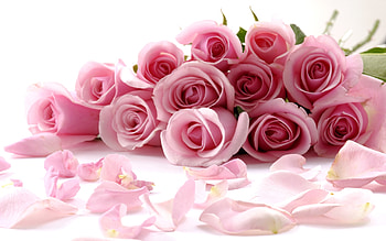 Plants, Flowers, Roses HD wallpaper