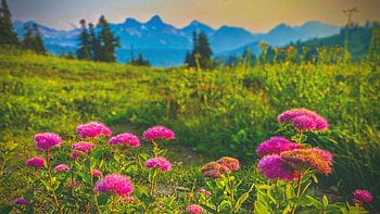 Summer afternoons overlooking the Tatoosh Range, Washington State, wildflowers, blossoms, landscape, trees, mountains, sunset, usa HD wallpaper