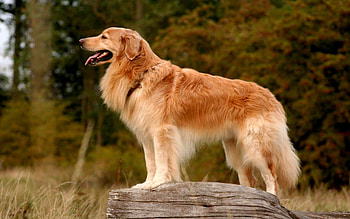 HOVAWART, THE KEEPER OF THE YARD, dog, beautiful, fluffy, hovawart HD wallpaper