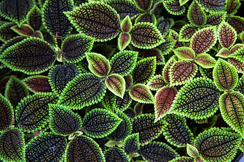 Nature, Leaves, Texture, Surface, Ribbed HD wallpaper