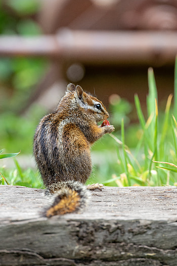 Animals, Wildlife, Animal, Nice, Sweetheart, Chipmunk HD phone wallpaper
