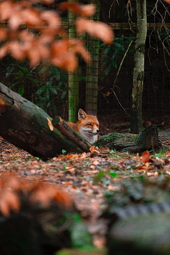 Animals, Trees, Fox, Brown, Animal HD phone wallpaper