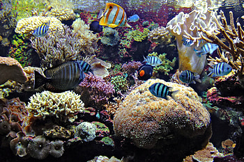 Life under the Coral Sea, sea, coral, fish, nature HD wallpaper