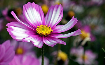 purple and white, purple, garden, white, flower HD wallpaper