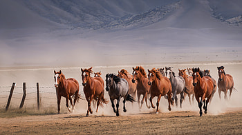 Stampede Thunder: Wild Horses, Stampede, horse, running, herd HD wallpaper