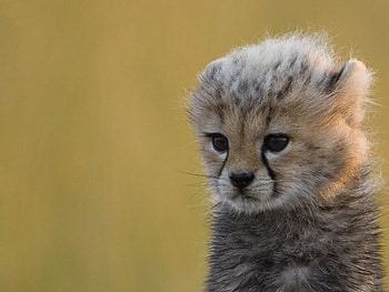 Guepardo, cub, cats, cute, beautiful, speed, nice, africa, animals, funny, nature HD wallpaper
