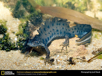 Warty Newt, newt, animals, amphibians HD wallpaper