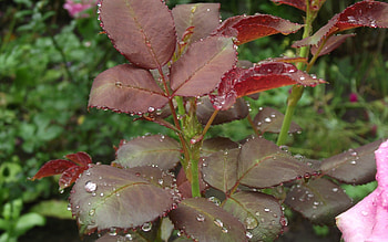 Plants, Leaves, Drops HD wallpaper