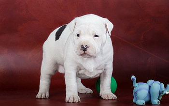 Animals, Dog, Spotty, Spotted, Puppy, Amstaff HD wallpaper