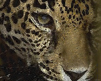 leopard face, leopard HD wallpaper