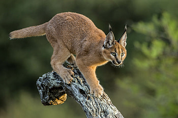 Urban fringe, Environmental challenges, Cape Town's caracals, Complex habitat HD wallpaper