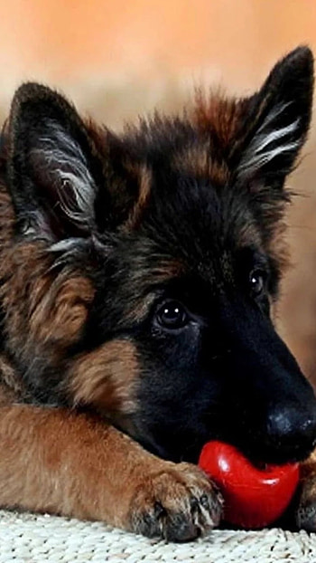 German Shepherd Dog, Playing, Ball HD phone wallpaper