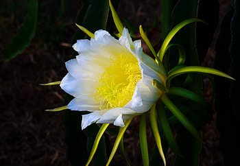 White flowers wild bloom close up HD wallpaper