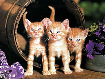 triplets, cute, pets, kittens HD wallpaper