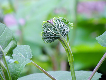 Hydrangea Bud, Bud, graphy, Nature, Hydrangea, Flower, Spring HD wallpaper