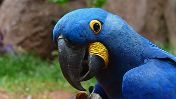 Macaw Parrot 2, birds, macaw, parrot HD wallpaper