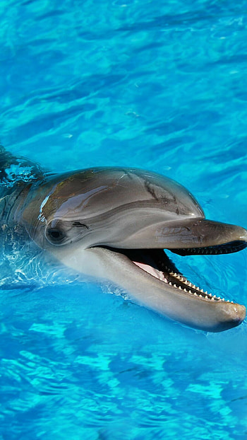 Baby dolphins in action, Captivating movements, High-definition visuals, Mobile-friendly HD phone wallpaper
