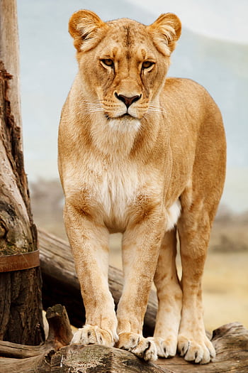 Portrait of a fierce lioness standing on wooden logs in a wildlife setting, showcasing her natural elegance. HD phone wallpaper