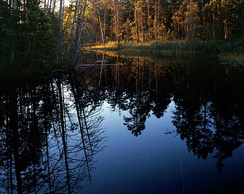 Calm River Reflection, trees, river, beautiful, calm HD wallpaper