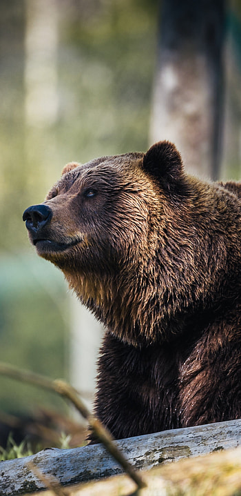 Predator wildlife bear, Furry creature, Samsung Galaxy S8, background HD phone wallpaper