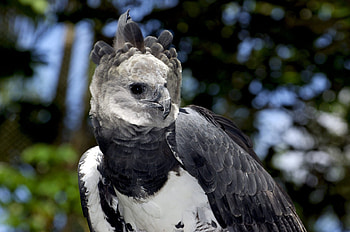 Harpy Eagle, Regal stance, Intense eyes, Iconic raptor HD wallpaper