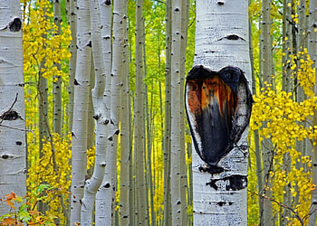 Aspens with heart, heart, wood, aspen, tree HD wallpaper