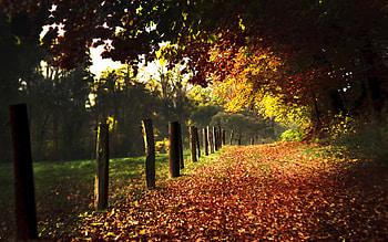 The Autumn Way, sunlight, wonderful, enchanting, beauty, nice, fence, trees, autumn, amazing, road, adorable, stunning, fall, gorgeous, beautiful, way, leaves, pretty, dreaming, nature, sky, forest HD wallpaper