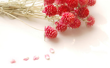 Plants, Flowers HD wallpaper