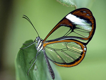 Macro, Pattern, Flight, Butterfly, Wings HD wallpaper