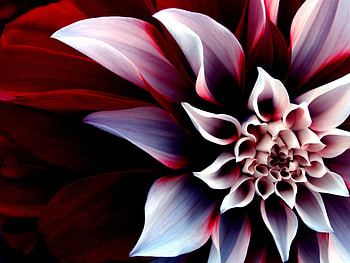 Plants, Flowers HD wallpaper