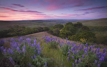 Purple world, hills, scene, landscape, , sunrise, purple, dawn, field, lavender, clouds, nature, sky, , mountains, forest, sunset HD wallpaper