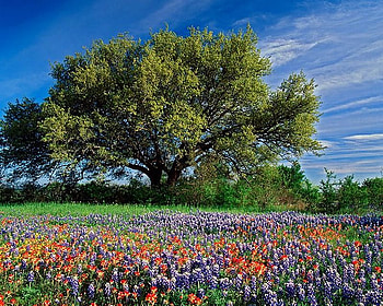 Amazing field, nature, field, tree, flower HD wallpaper