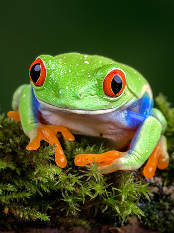 Red-eyed tree frog, Striking colours, Tropical beauty, Captivating amphibian HD phone wallpaper