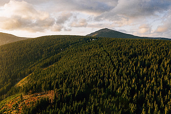 Forest, aerial view, green trees, landscape, nature HD wallpaper