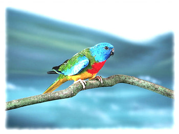 Parrot on Branch, rainbow parrot, tree branch HD wallpaper