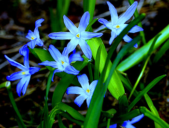 Flowers, Grass, Flora HD wallpaper
