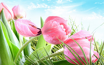 Pink Tulips, tulip, colors, drops, spring, tulips, beauty, beautiful, grass, pink, pretty, green, clouds, nature, sky, flowers, lovely, pink tulip HD wallpaper