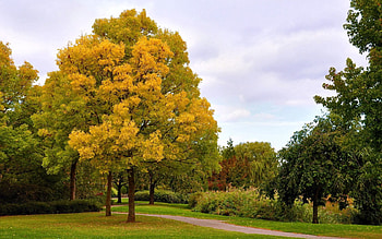 Nature, Trees, Sky, Autumn, Park, Alley, Gloomy, Track, October HD wallpaper