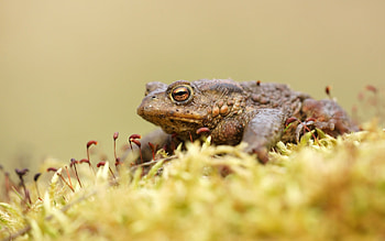 Toad , Eclectic collection, Toad species, Nature's harmony HD wallpaper