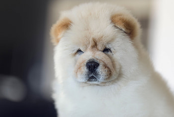 Chow Chow , Visual delight, Captivating , Lovely dogs HD wallpaper