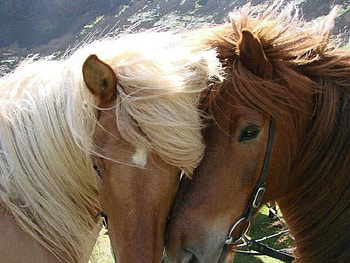 beautiful horse couple, couple, horses, beautiful, animals HD wallpaper