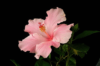 Pink hibiscus, Hibiscus HD wallpaper