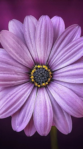 Purple daisy flower, Samsung galaxy devices, High-definition , Floral elegance HD phone wallpaper