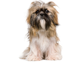 Cute puppy, animal, dog, puppy, loyal, pet HD wallpaper