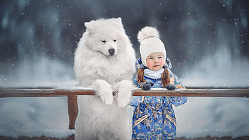 Cute Little Girl Is Standing With Samoyed Dog Near Wood Fence Wearing Blue Printed Dress Cute HD wallpaper